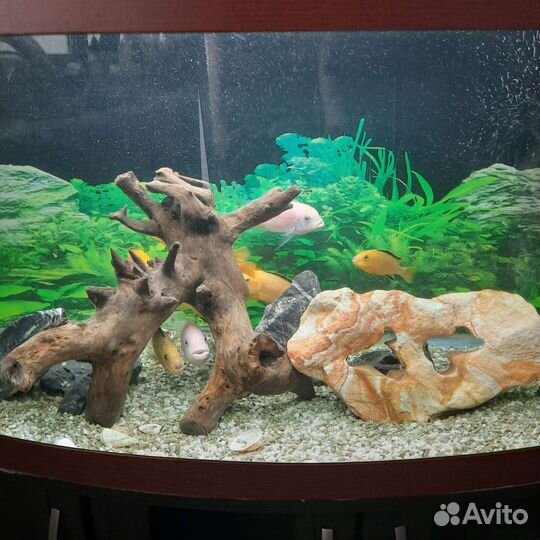 Аквариум с рыбками
