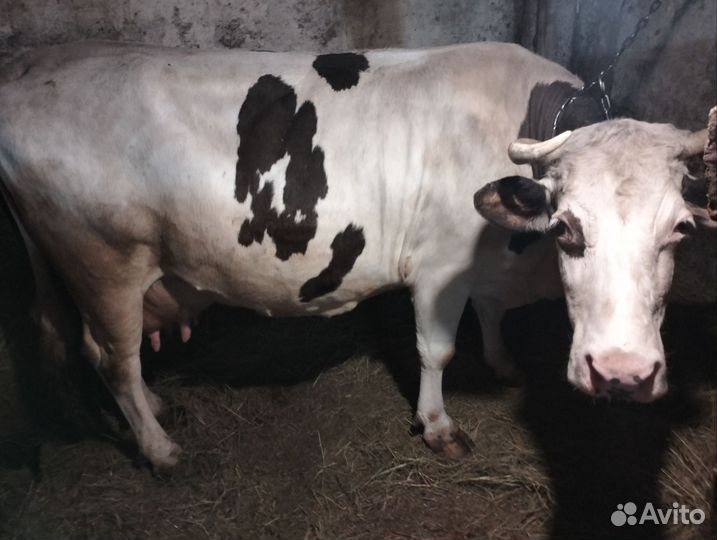 Корова высокоудойная