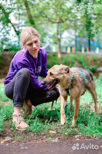 Собаку сдали в приют как ненужную вещь