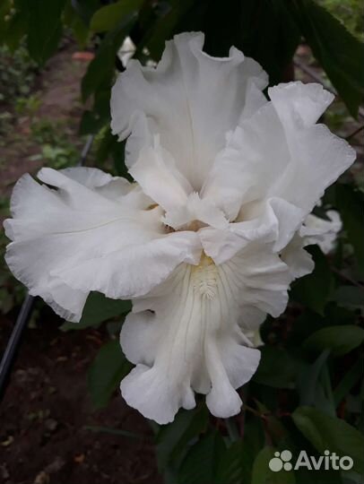 Ирис бородатый белый