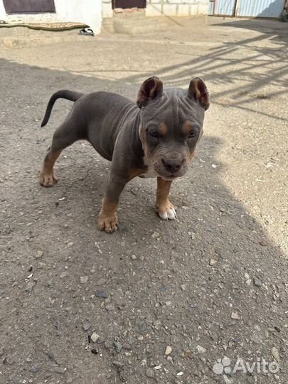 Американский булли