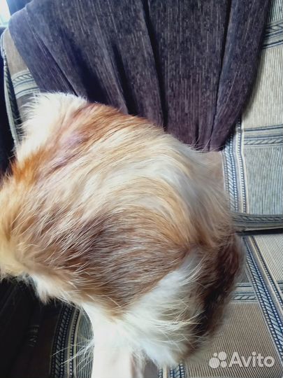 Шапка мужская натуральная