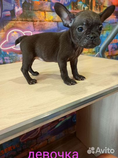 Французский бульдог