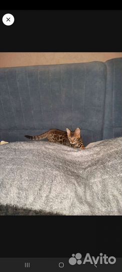 Бенгальская