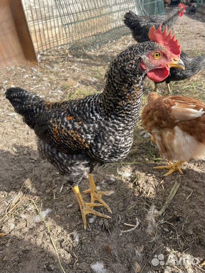 Куры домашние