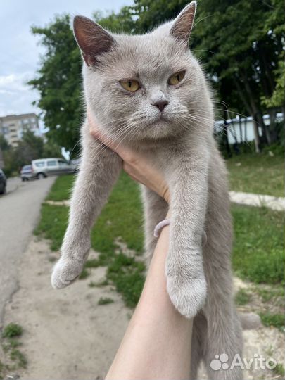 Шотландская кошка