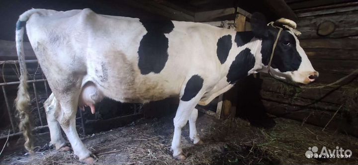 Корова дойная