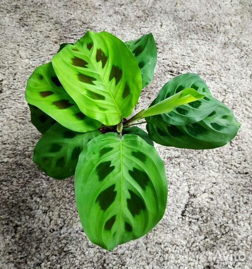 Калатея, маранта, ктенанта