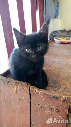Котенок девочка в добрые руки