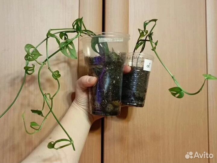 Монстера Манки маск