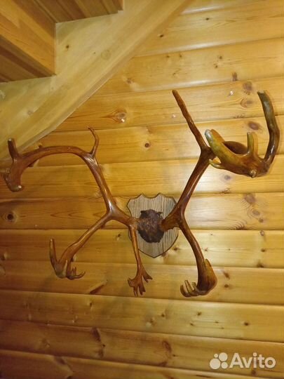 Рога оленя