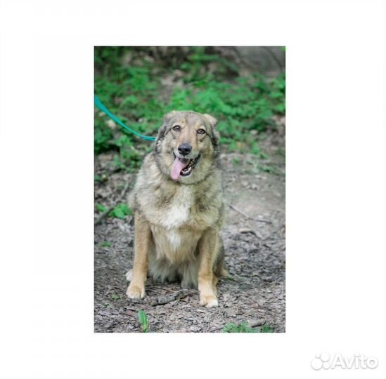 Небольшая собака-улыбака Зея