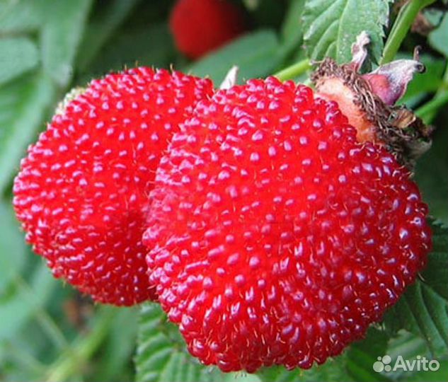 Малина Тибетская (розолистная)