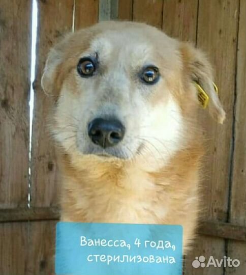 Собаки из приюта в добрые руки