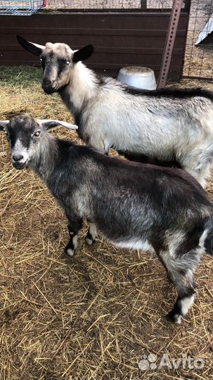 Козлята