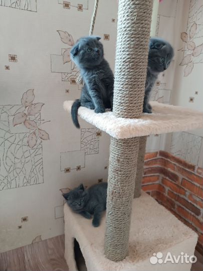 Шотландские котятки
