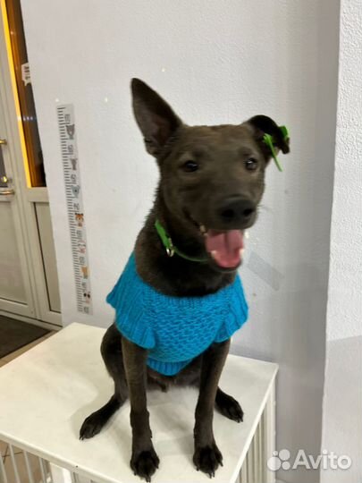 Мальчик в добрые руки