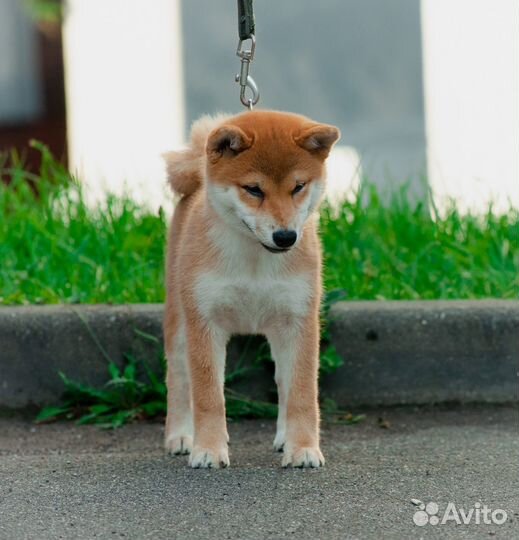 Щенок девочка сиба ину из питомника (РКФ)