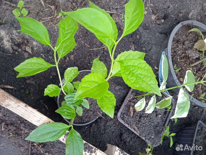 Жасмин саженцы зкс