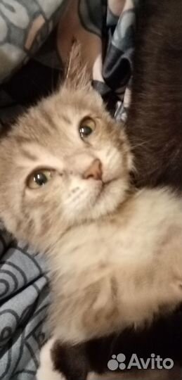 Котёнок девочка