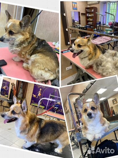 Груминг собак