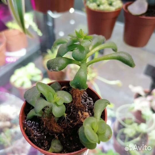 Суккуленты, доставка по городу и краю