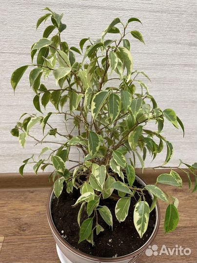 Фикус Бенджамина