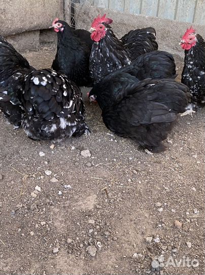 Декоративные петухи кохинхины