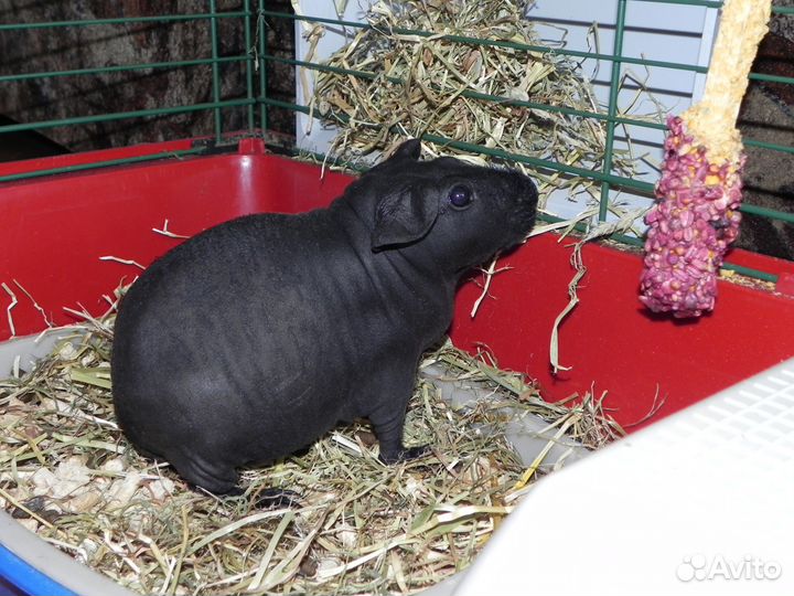 Передержка животных в домашних условиях