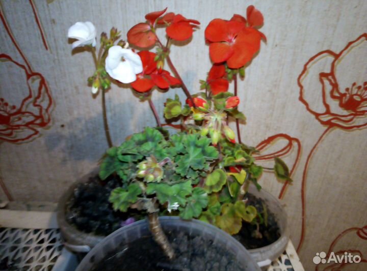 Продаю герань