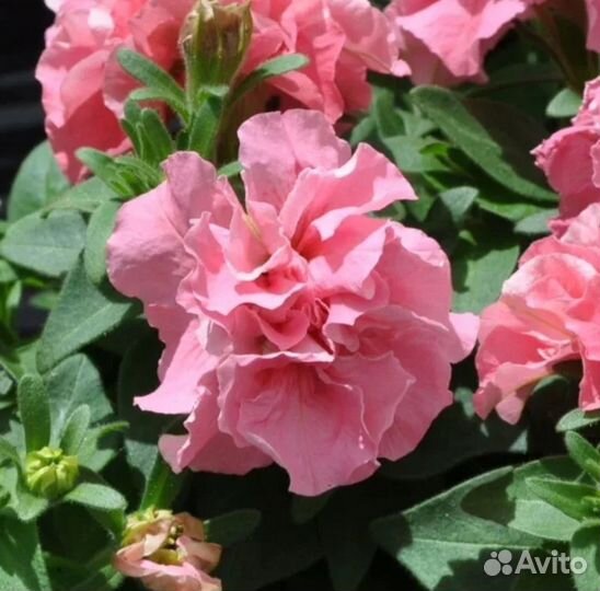 Петунии ампельные, кустовые, бахромчатые, махровые