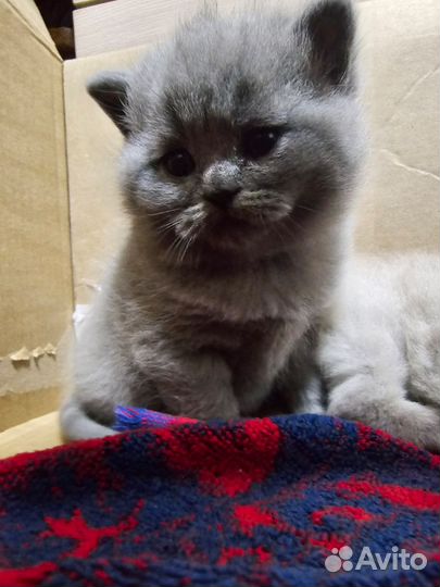 Британская