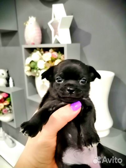 Щенки чихуахуа