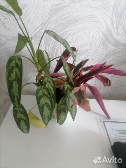 Комнатные цветы