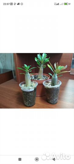 Адениум сеянцы