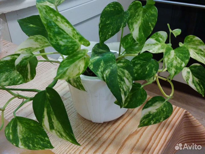 Сциндапсус золотистый, эпипремнум