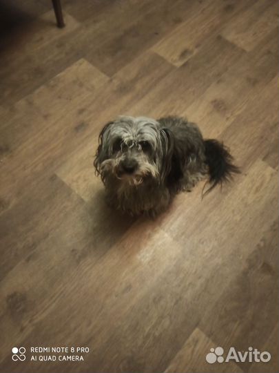 Щенок от маленькой собаки