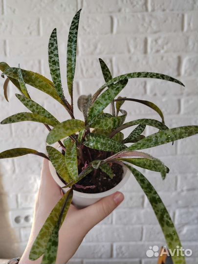 Ледебурия общественная Ledebouria socialis