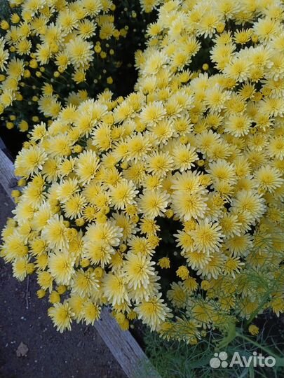 Цветы хризантемы