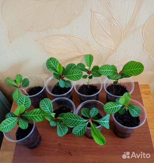 Молочай, хлорофитум