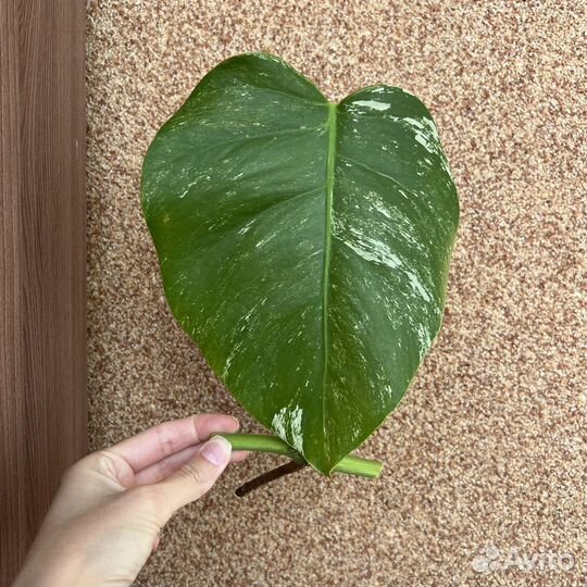 Монстера альба вариегатная