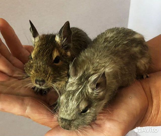 Белка дегу 2 сестры (продаются только вместе)