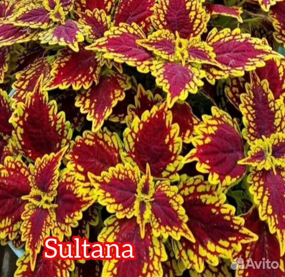 Колеусы вегетативные сортовые