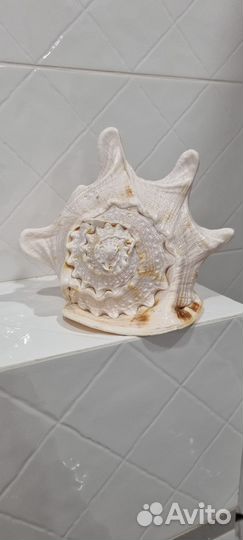 Ракушка интерьерная
