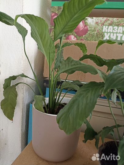 Спатифиллум