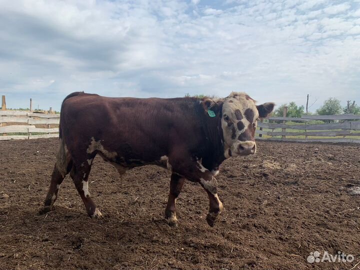 Продам бычков