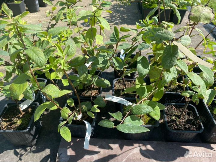 Жимолость кустики с зкс