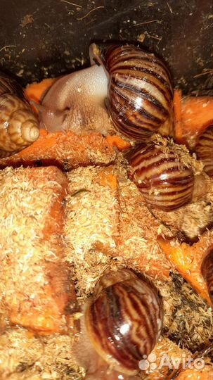 Улитки ахатины