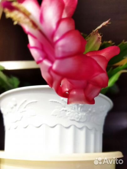 Сортовые декабристы