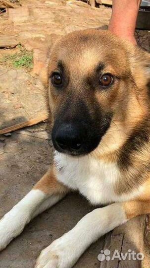 Собаки бесплатно в добрые руки